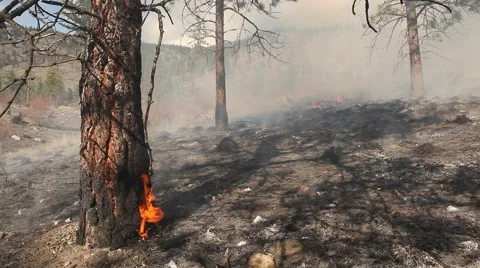 Forest fire Stock Footage 44674498