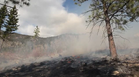 Forest fire Stock Footage 44674592