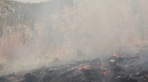 Forest fire Stock Footage 44674634