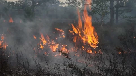 Forest fire Stock Footage 47141275