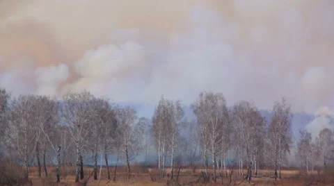 Forest fire Stock Footage 49186643