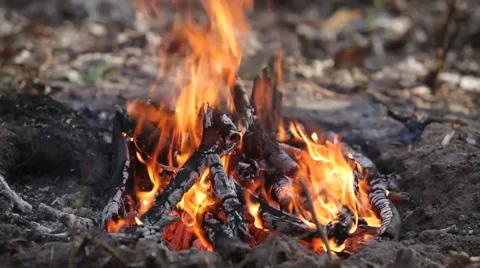 Forest fire Stock Footage 50116783