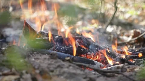Forest fire Stock Footage 50116790