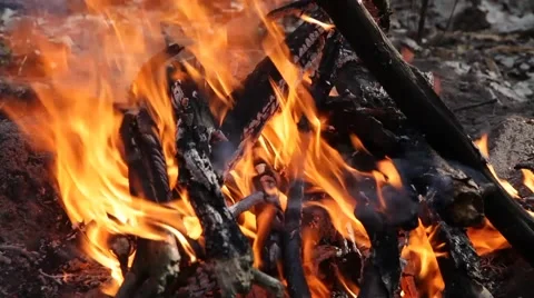 Forest fire Stock Footage 50117188