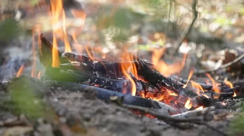 Forest fire Stock Footage 50117246