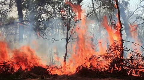 Forest fire Stock Footage 52677852