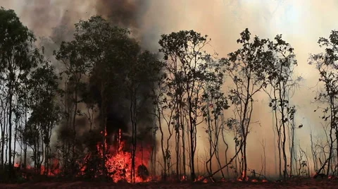 Forest fire Stock Footage 52678318