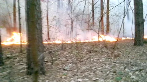 Forest fire Stock Footage 54029096