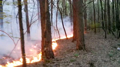 Forest fire Stock Footage 54032621