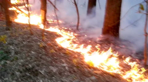 Forest fire Stock Footage 54036368