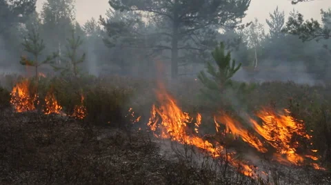 Forest fire Stock Footage 55700414