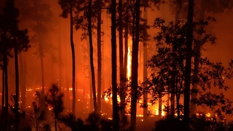 Forest Fire Stock Footage 79607141
