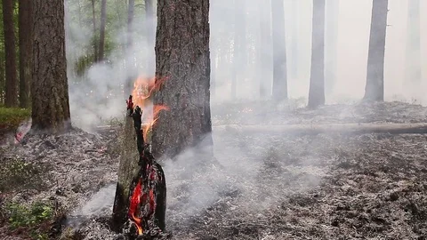 Forest fire Stock Footage 80242953