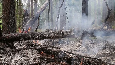 Forest fire Stock Footage 80243142