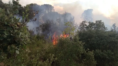 Forest Fire Stock Footage 81915321