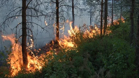 Forest fire Stock Footage 93190995