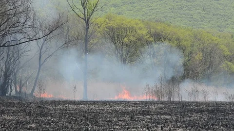 Forest fire Video stock 101925704