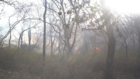 Forest fire Stock Footage 112240380
