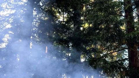 Forest fire Stock Footage 115242029