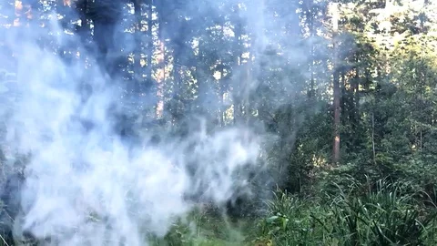Forest fire Stock Footage 115242077