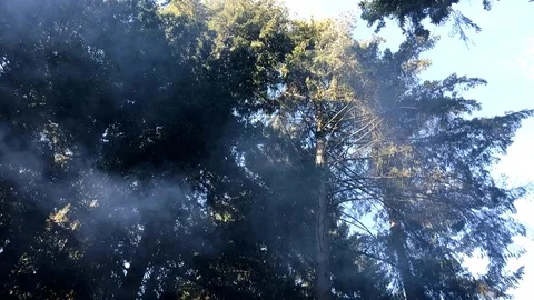 Forest fire Stock Footage 115242282