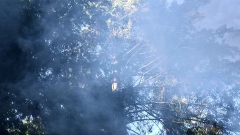 Forest fire Stock Footage 115242517