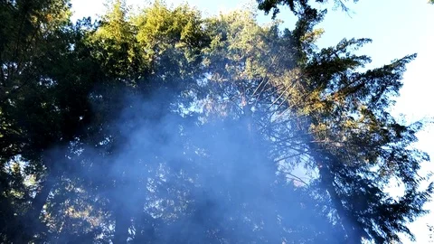 Forest fire Stock Footage 115242629