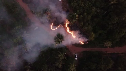 Forest fire Stock-Footage 117091348