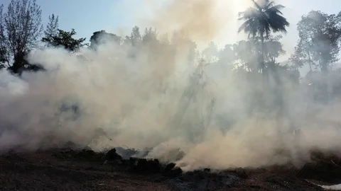 Forest fire Stock Footage 123765638