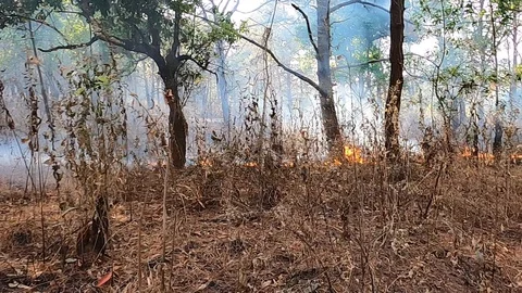 Forest fire Stock Footage 127972404