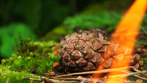 Forest fire 動画素材 133205233