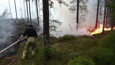 Forest fire Stock Footage 147735431