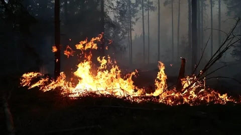 Forest fire Stock Footage 147735432