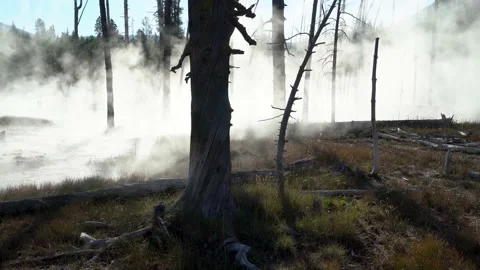 Forest fire Stock Footage 147986883