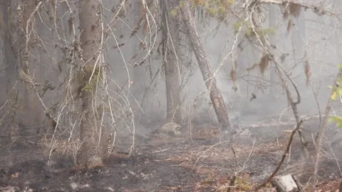 Forest fire Stock Footage 157823073