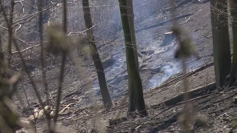 Forest fire Video stock 159977097