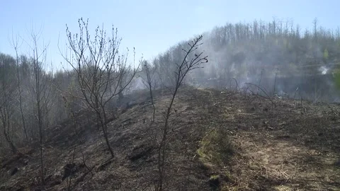 Forest fire Stock Footage 159978028