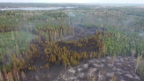 Forest fire Stock Footage 164397769