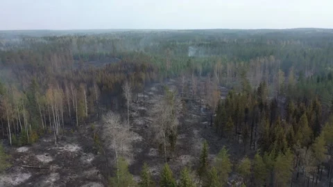 Forest fire Stock Footage 164397770