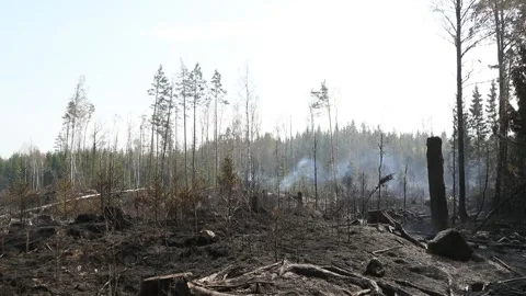 Forest fire Stock Footage 164397781