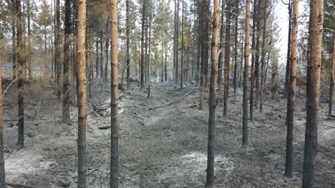 Forest fire 動画素材 164397787