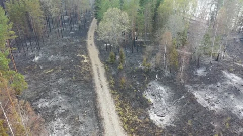 Forest fire Stock Footage 164397841