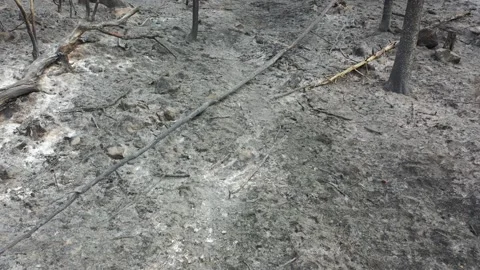 Forest fire Stock Footage 164397845