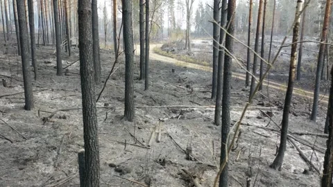 Forest fire 動画素材 164397848