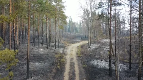 Forest fire Stock Footage 164397859
