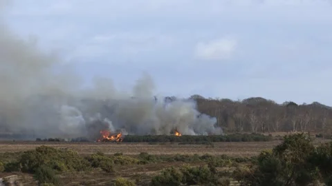 Forest fire 動画素材 169839844