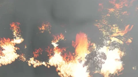 Forest fire Stock Footage 171491094