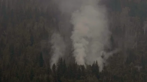 Forest fire Stock Footage 240416717