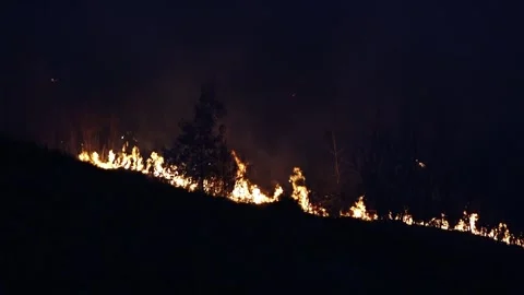 Forest fire Stock-Footage 273213063