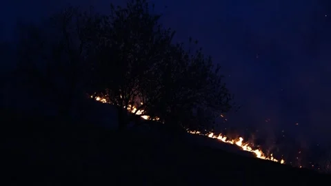 Forest fire Stock-Footage 273213076